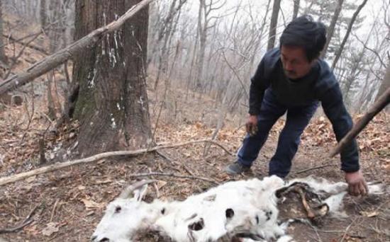 吉林舒兰极度濒危的野生远东豹捕食山羊
