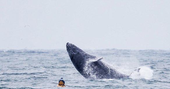 美国加利福尼亚洲沿海游客划皮艇突遇座头鲸出水