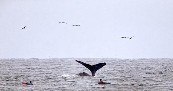 美国加利福尼亚洲沿海游客划皮艇突遇座头鲸出水