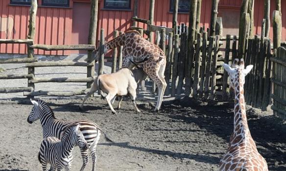 挪威动物园（Kristiansand zoo）发生羚羊袭击长颈鹿事件