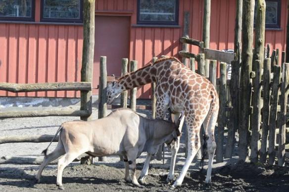 挪威动物园（Kristiansand zoo）发生羚羊袭击长颈鹿事件