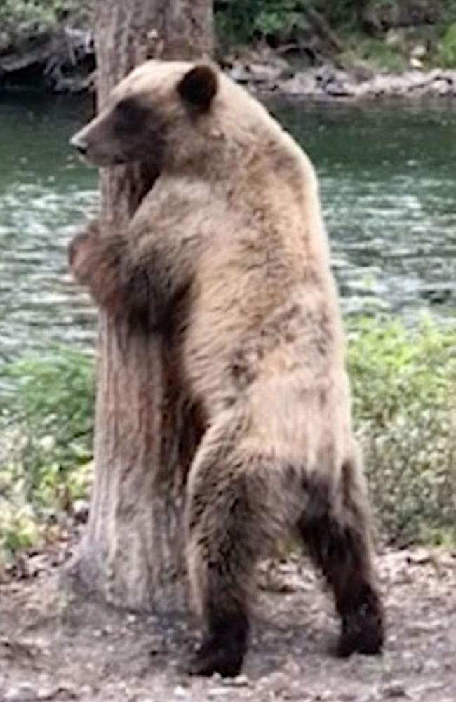 加拿大卑诗省一只棕熊在树下手舞足蹈地跳舞