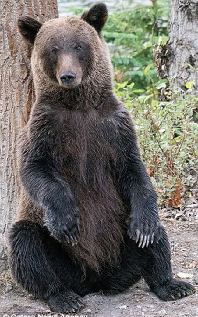 加拿大卑诗省一只棕熊在树下手舞足蹈地跳舞