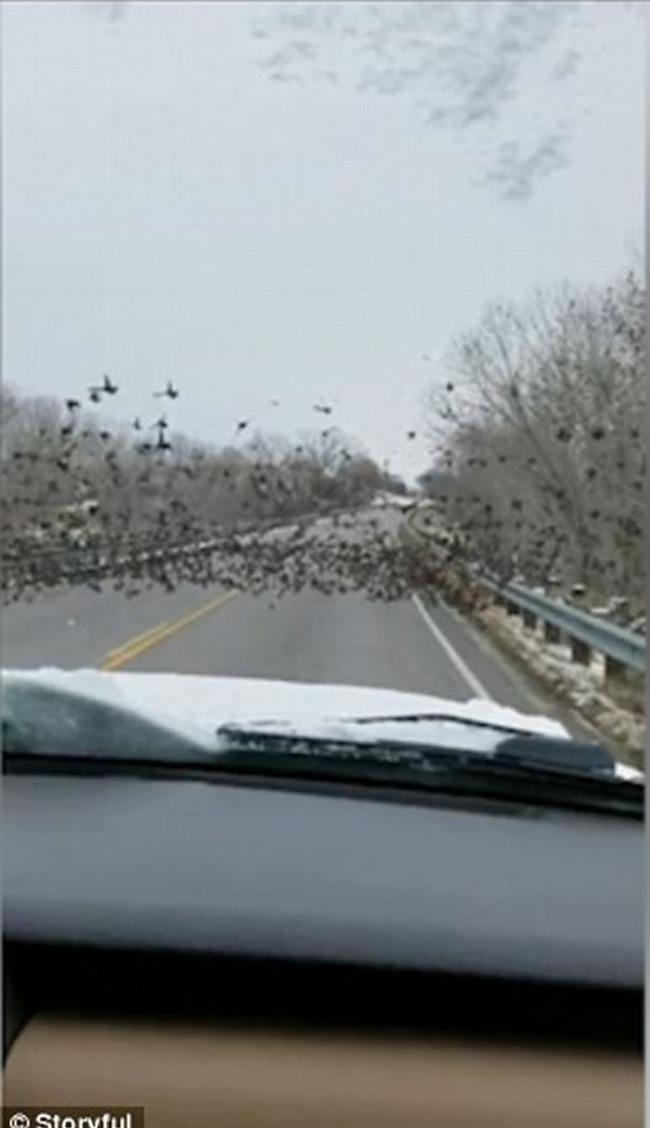 女司机见到公路上大批雀鸟停留 仍不减速直撞鸟群