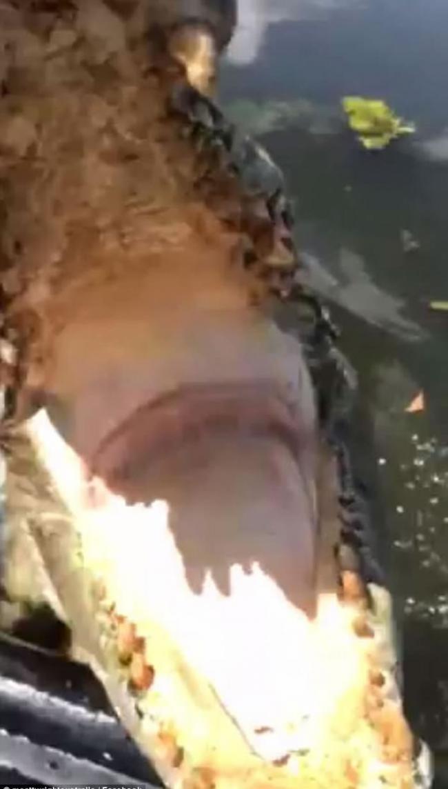 澳洲500公斤巨鳄张口突袭 游客吓一跳