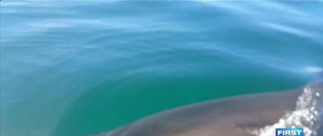 数名澳洲男子坐船出海钓鱼被大白鲨攻击