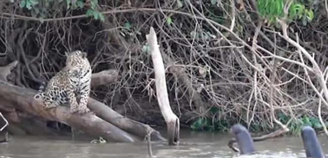 巴西圣洛伦索河美洲豹河边休憩遇凶恶水獭被吓跑