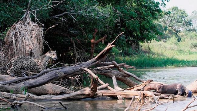 巴西圣洛伦索河美洲豹河边休憩遇凶恶水獭被吓跑