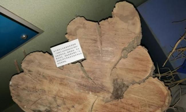 古柽柳林有203棵百年古树。