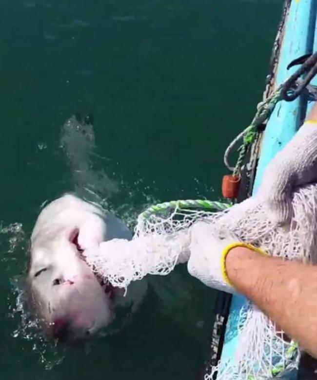 澳洲大无畏渔夫与死咬鱼网大白鲨角力