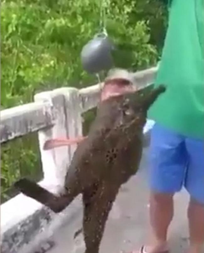 泰国渔民捕捉到有“脚”怪鱼