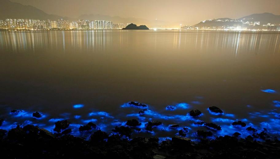 夜光藻可使毒素积累。危害水体生态环境。
