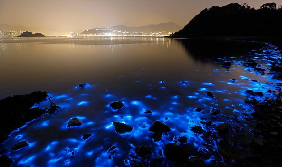 引起海水发出奇异蓝光的原因是农场污染，对海洋生物和当地渔业将造成危害。