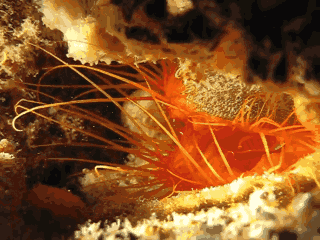 加州大学伯克利分校的科学家称，圆栉锉蛤的这种发光行为可能是用来吓跑掠食者，或吸引猎物。圆栉锉蛤是一种活跃的滤食性贝类，生活在印度-太平洋海区的珊瑚礁中。