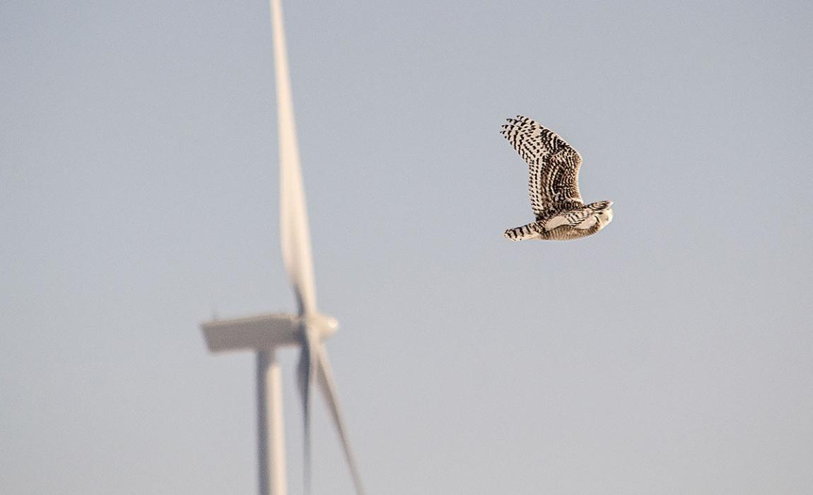 猫头鹰翅膀为风力涡轮机安静运行带来灵感