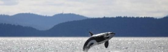 生活在美国西部海域的一头103岁虎鲸