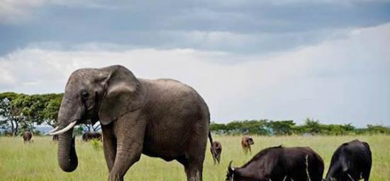大象Nzhou不想回到象群，它会帮忙照顾小水牛。