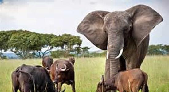 大象Nzhou从小就和水牛一起生活