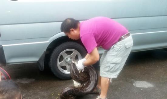 香港蛇王擒获5米长重达80斤的雌性大蟒蛇