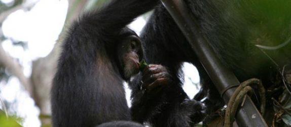 科学家发现黑猩猩会经常性的饮用自然发酵的棕榈酒。