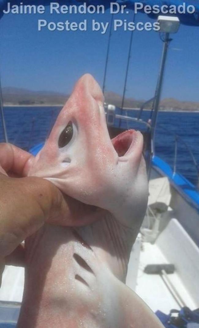墨西哥海域捕到粉红色海怪 或是学名为污斑头鲨的绒毛鲨