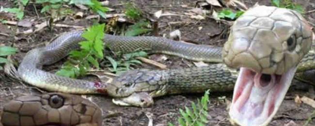 澳洲13岁少年Miller Wilson前往印尼巴里岛拍摄到眼镜王蛇吃掉射毒眼镜蛇