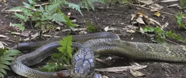澳洲13岁少年Miller Wilson前往印尼巴里岛拍摄到眼镜王蛇吃掉射毒眼镜蛇
