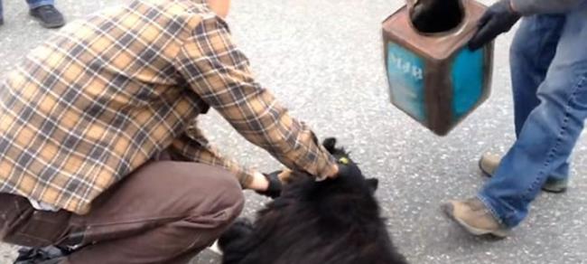 美国阿拉斯加州3岁黑熊头部被咖啡罐卡住