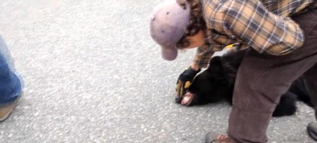 美国阿拉斯加州3岁黑熊头部被咖啡罐卡住
