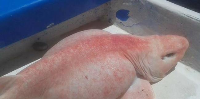 墨西哥海域捕到粉红色海怪 或是学名为污斑头鲨的绒毛鲨