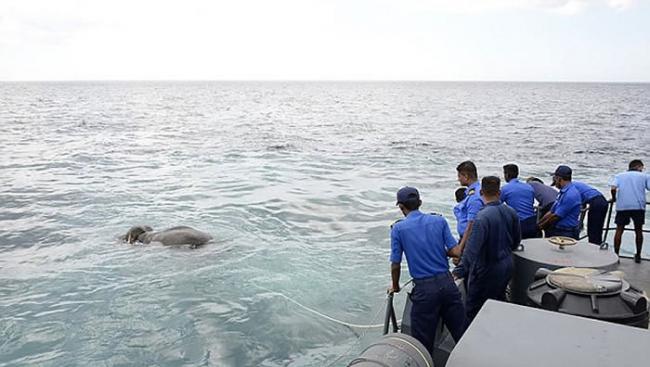 斯里兰卡大象困怒海获海军营救
