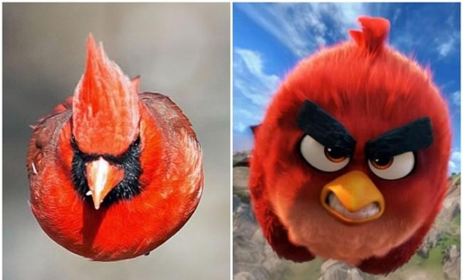 库斯纳拍下的小鸟（左图）与愤怒鸟（右图）非常相似。
