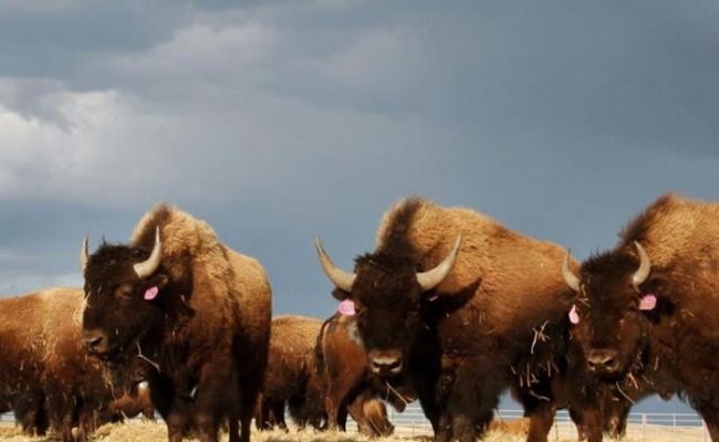北美野牛正式成为美国的“国家哺乳动物”。