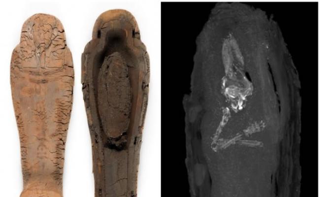 透过电脑断层扫描，可见棺木中的死胎木乃伊。