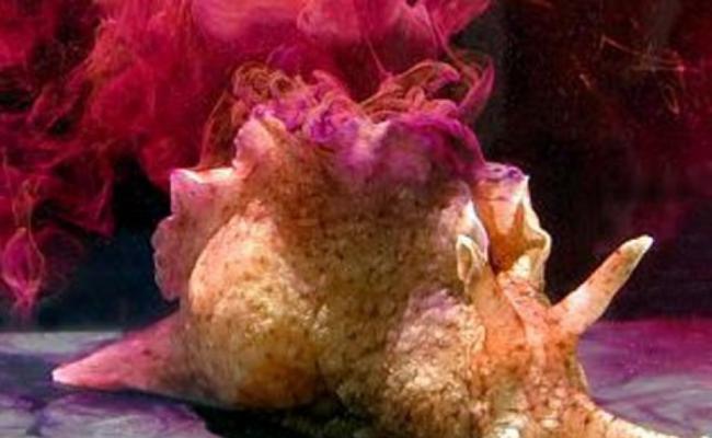 研究人员以海洋蜗牛作实验，成功“移植”记忆。（资料图片）