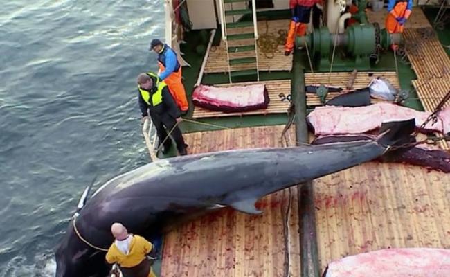 挪威调高捕鲸上限。