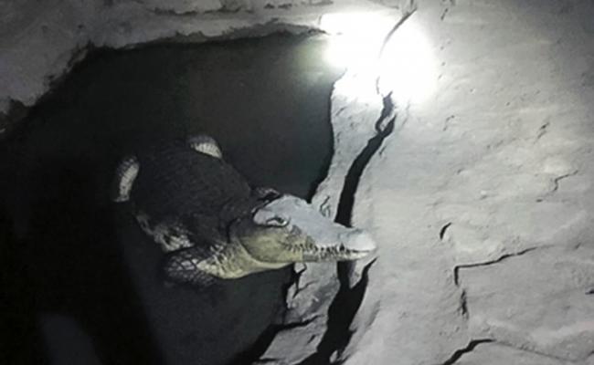 鳄鱼被饲养在地库的水池内。