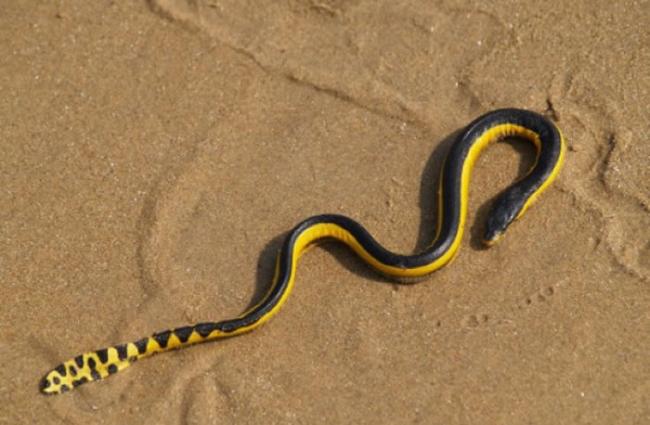 长吻海蛇的毒性约是埃及眼镜蛇10倍，但甚少主动攻击人类。