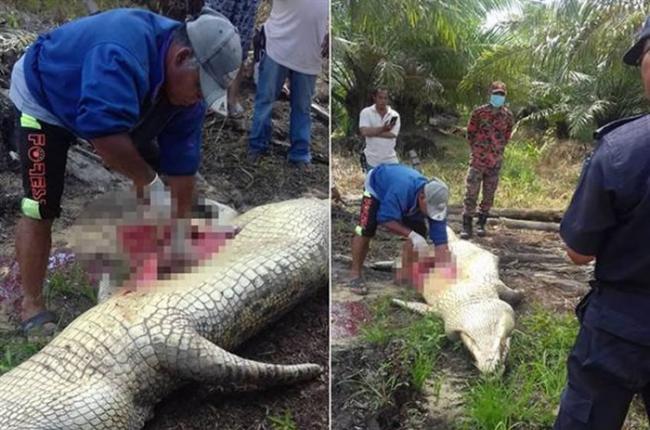 马来西亚4公尺巨鳄生吞工人 活捉剖肚惊见一堆人骨