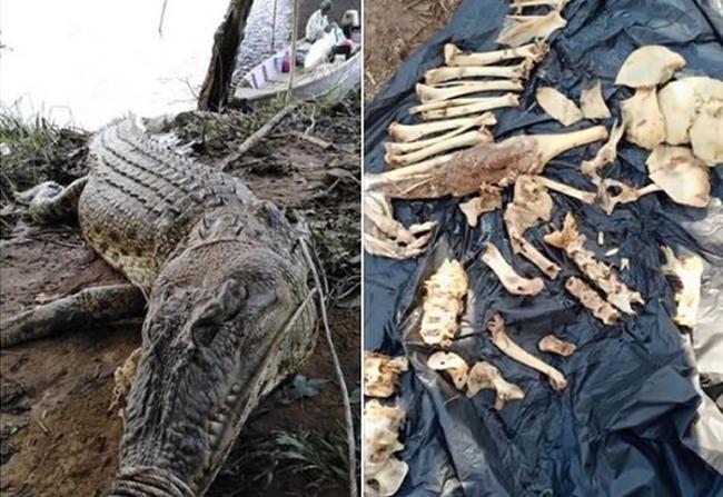 马来西亚4公尺巨鳄生吞工人 活捉剖肚惊见一堆人骨