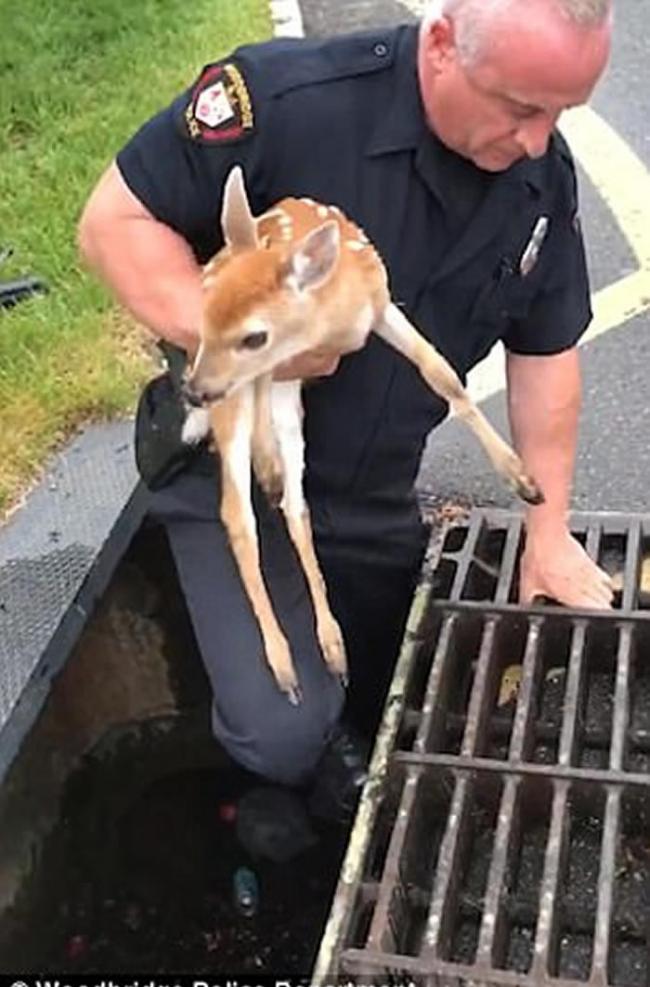 美国新泽西州小鹿掉进排水沟 警员二话不说跳进救出