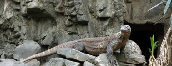 印尼爪哇泗水动物园今年内已有两只科莫多龙死亡
