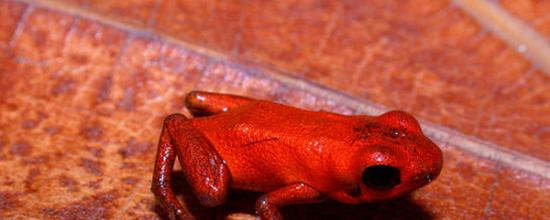 巴拿马北部科隆省发现新物种――箭毒蛙近亲