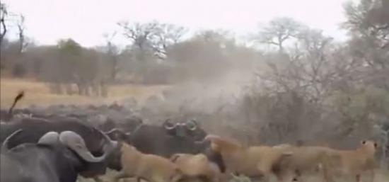 南非水牛鏖战狮群欲营救幼崽未果