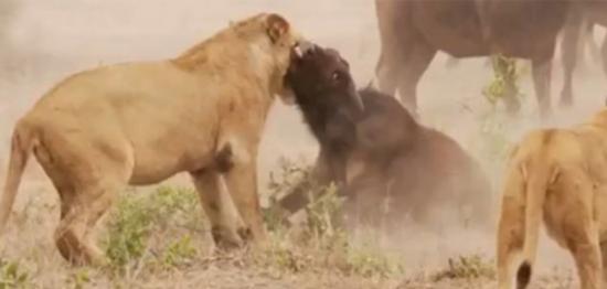 南非水牛鏖战狮群欲营救幼崽未果