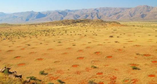科学家最新研究发现非洲沙漠中的“精灵圈地”是白蚁形成的
