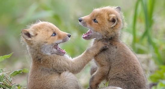 俄罗斯堪察加半岛上的克罗诺基自然保护区一群顽皮小狐狸