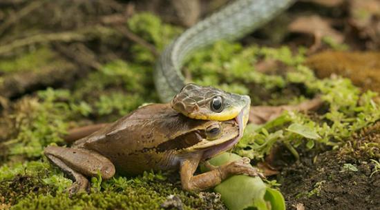 “黑森林赛车蛇”捕食树蛙