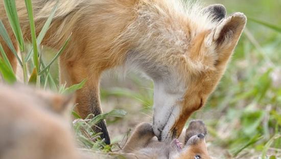 俄罗斯堪察加半岛上的克罗诺基自然保护区一群顽皮小狐狸