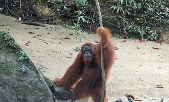 印尼聪明红毛猩猩渡河时借助树枝测量水深
